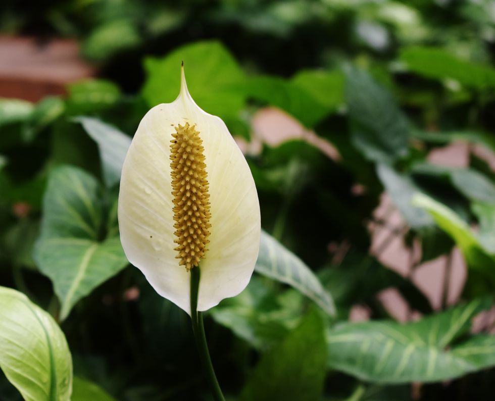 Peace lily