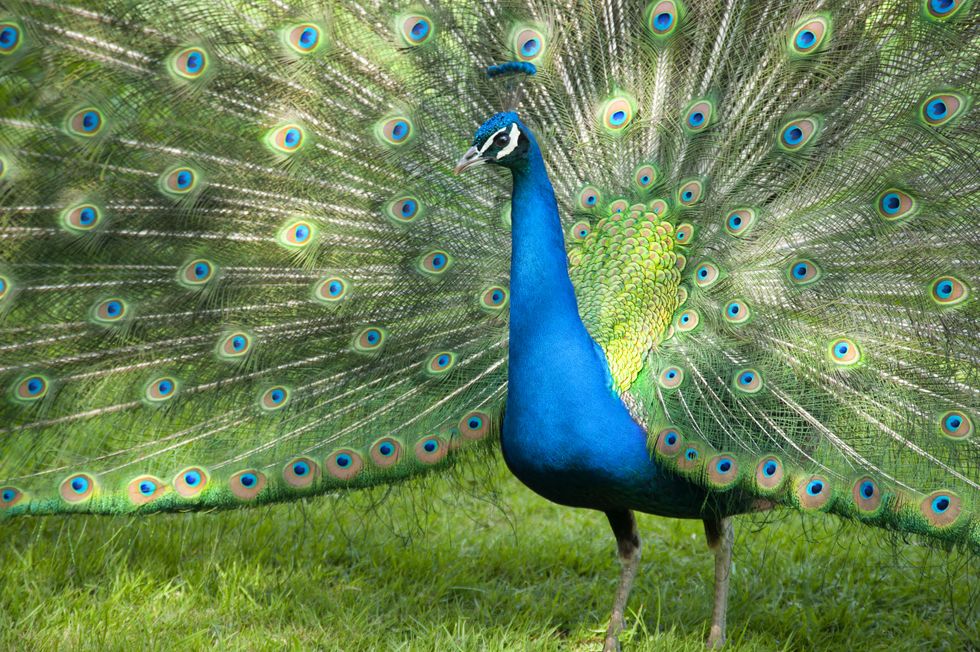 Peacocks
