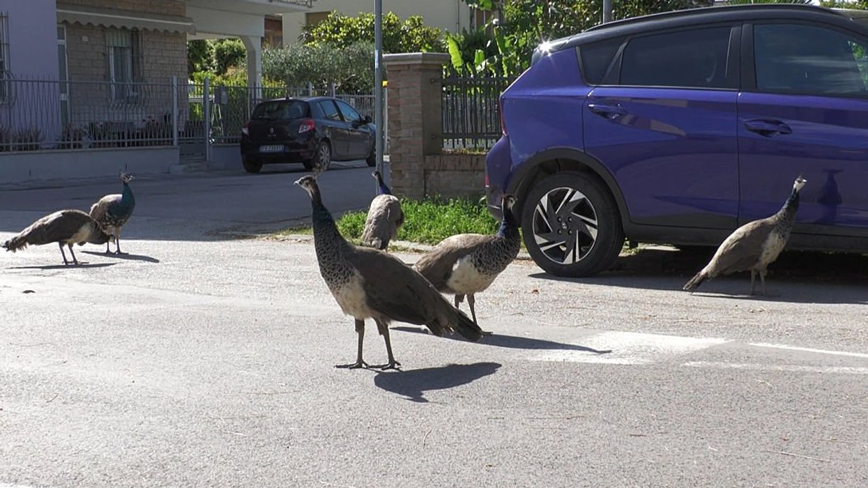 peacocks