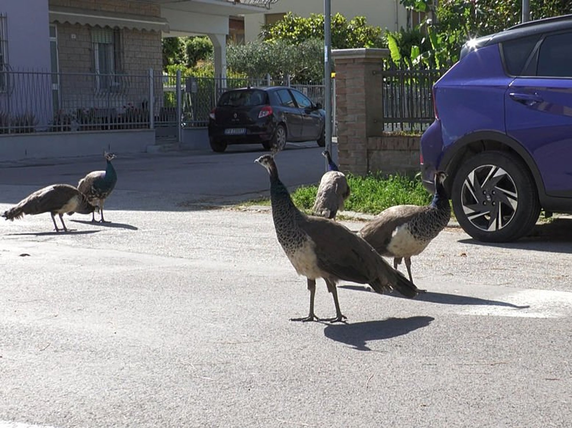 peacocks