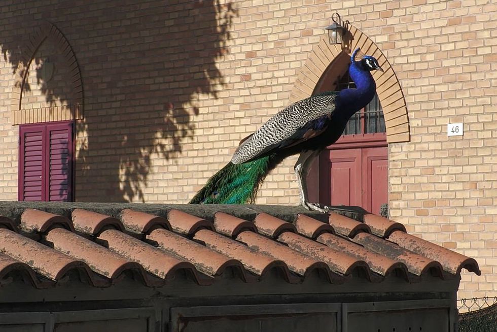 peacocks