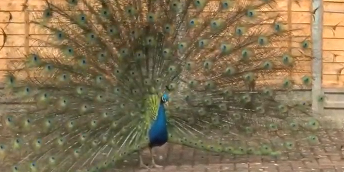 NextImg:'They've ruined everything!' Posse of 30 peacocks terrorises leafy village near renowned WW2 RAF base