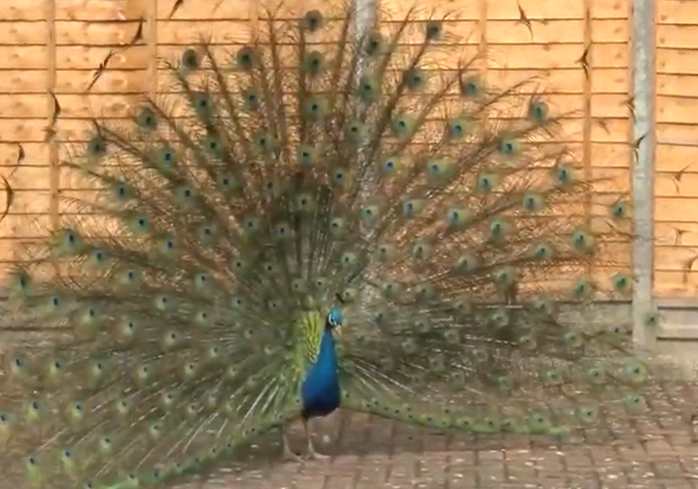Peacocks
