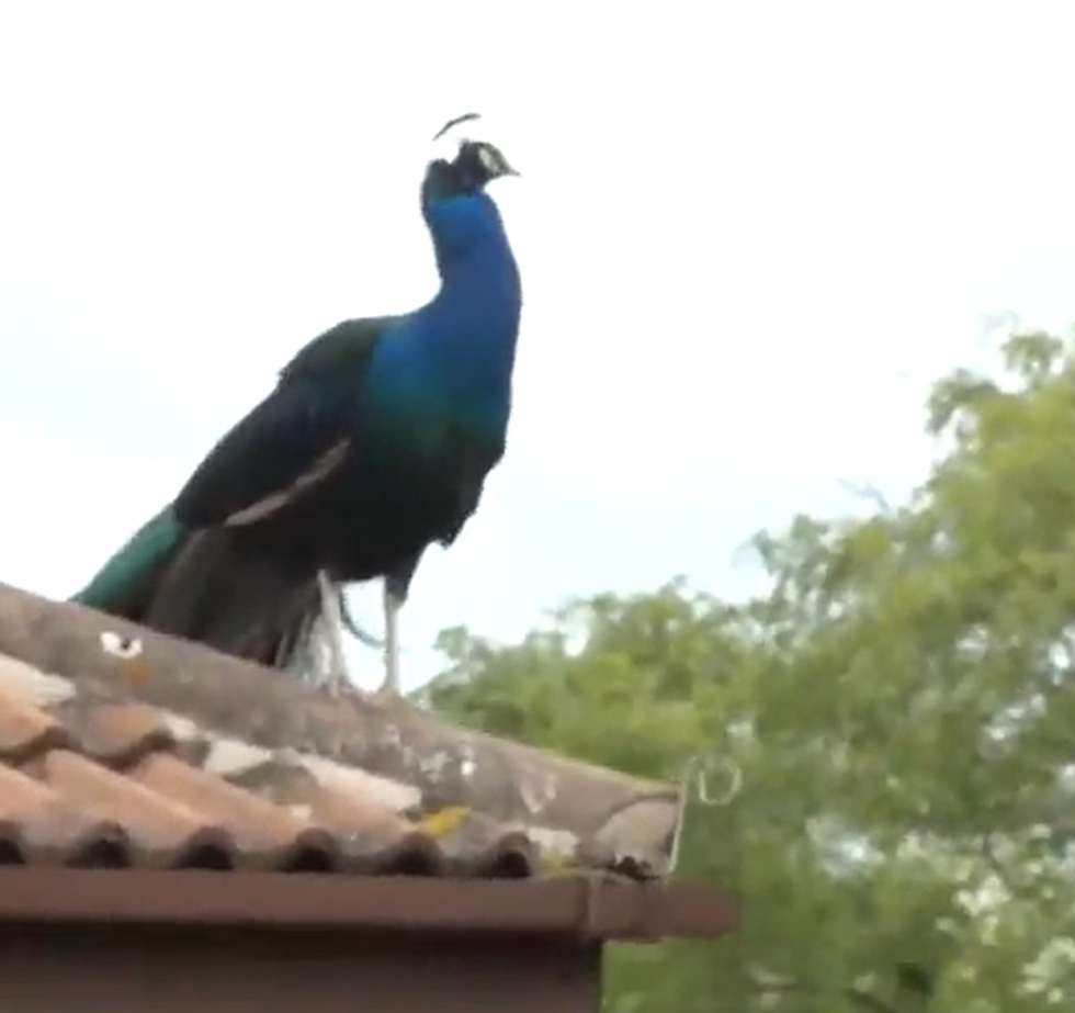 Peacocks