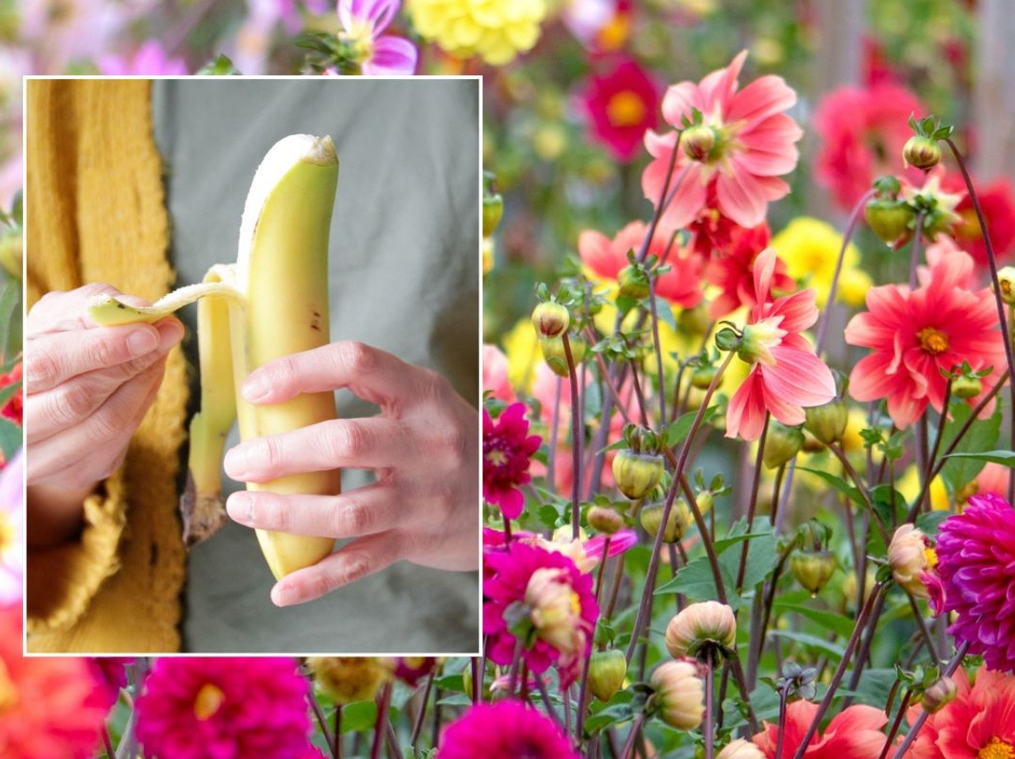 Peeling a banana / Flowers
