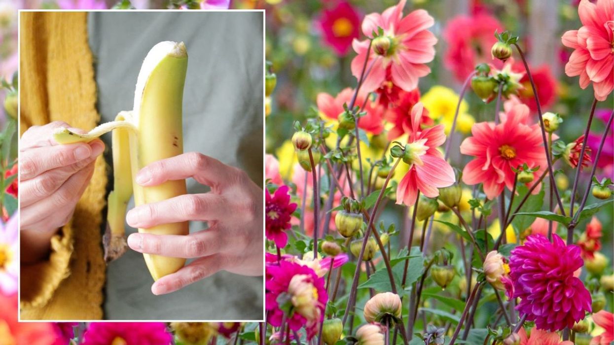 Peeling a banana / Flowers
