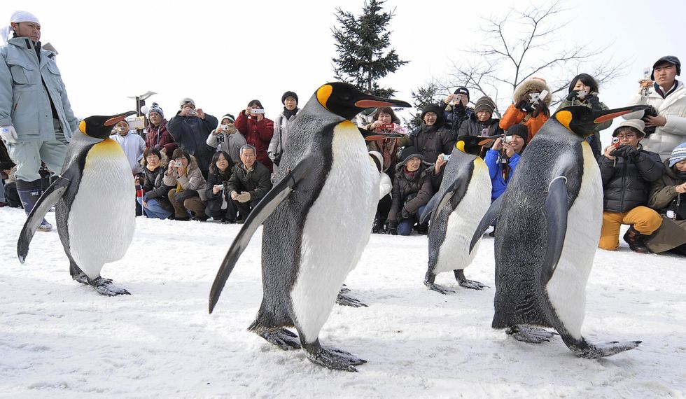 Pinguins no zoológico de Asahiyama