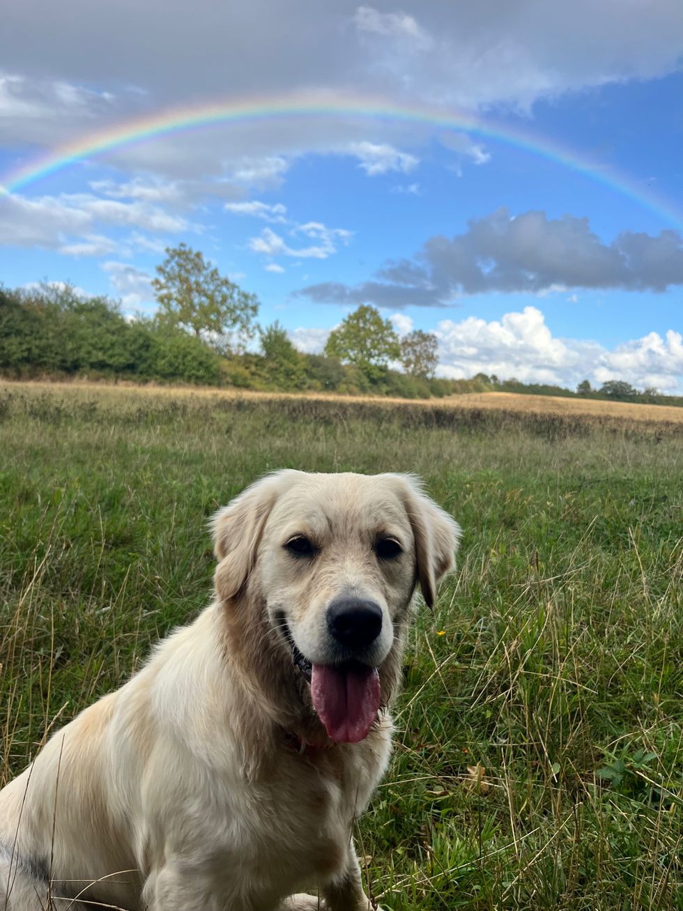 Penny the dog