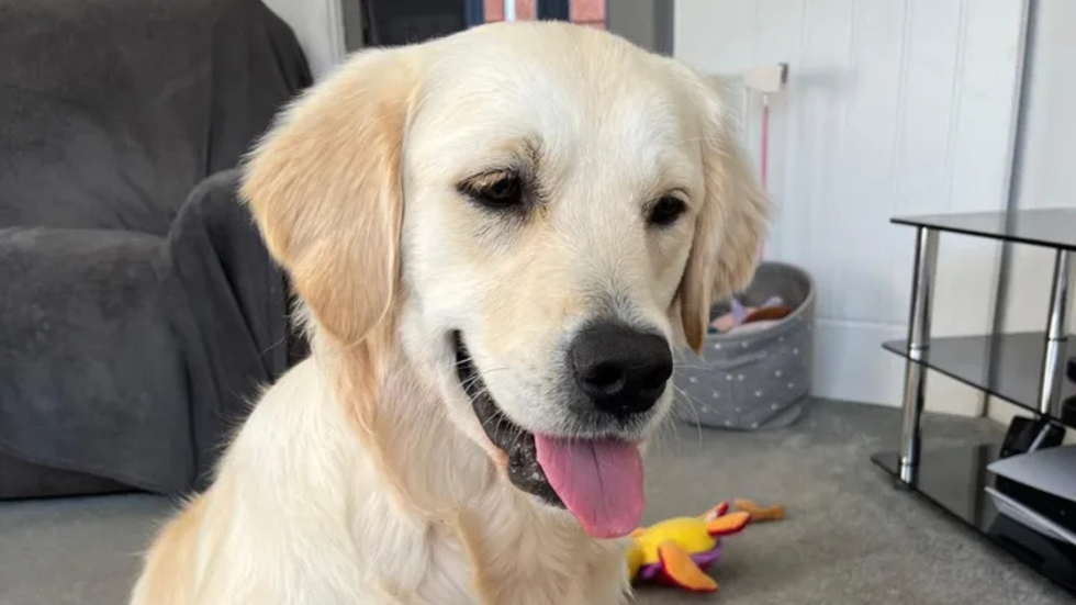 Penny the dog