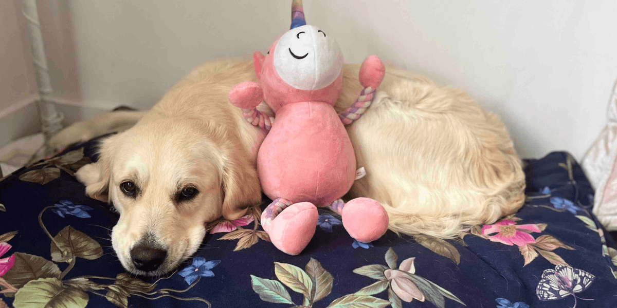 Golden retriever puppy needs £1,000 sex change as owners left stunned: ‘Something not quite right’ Golden retriever puppy needs £1,000 sex change as owners left stunned: ‘Something not quite right’