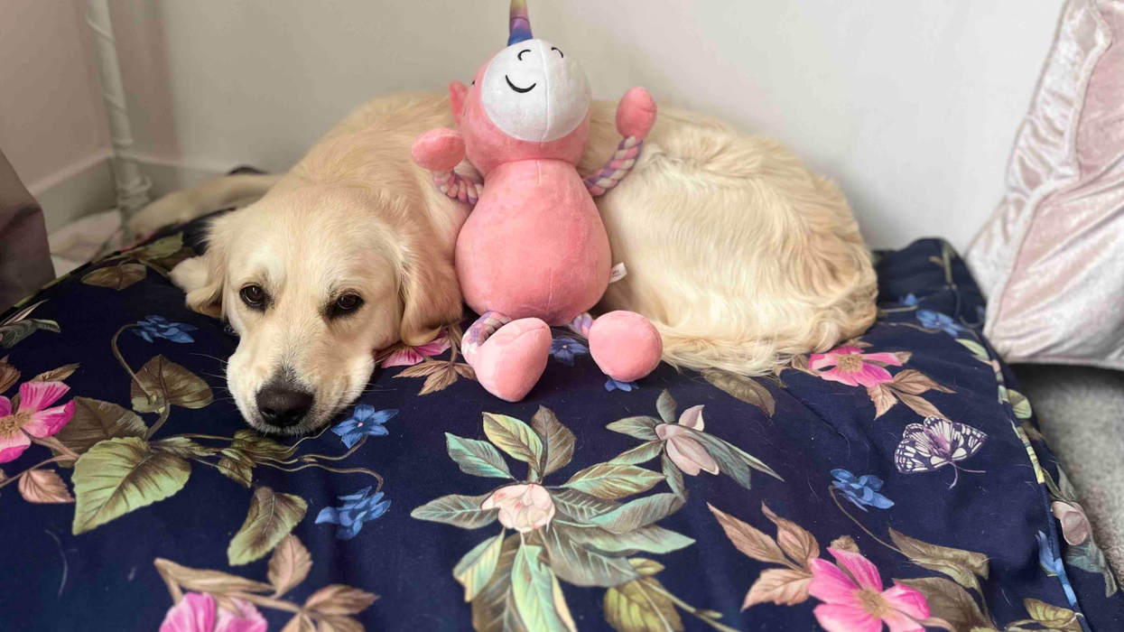 Penny the dog