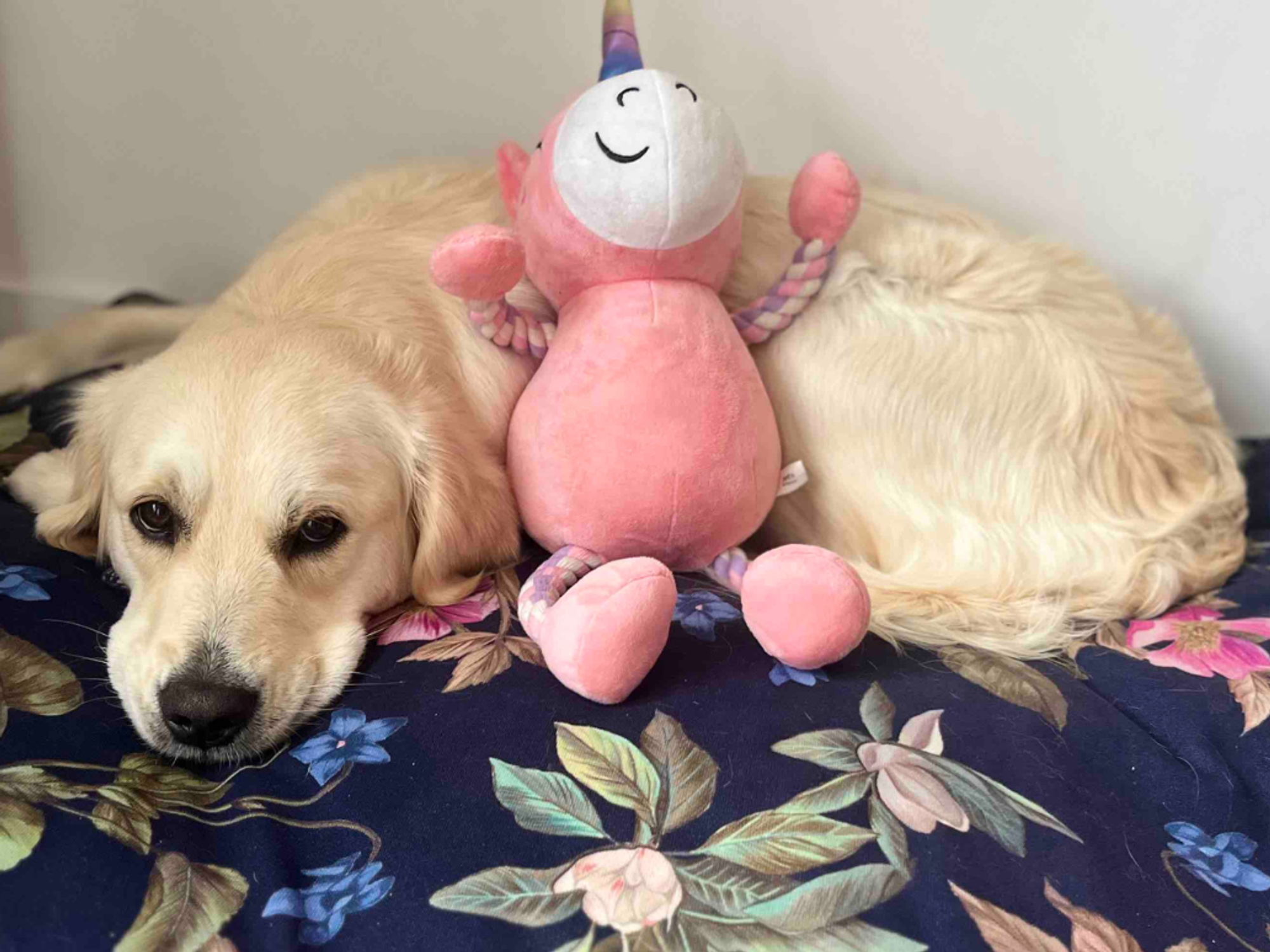 Penny the dog