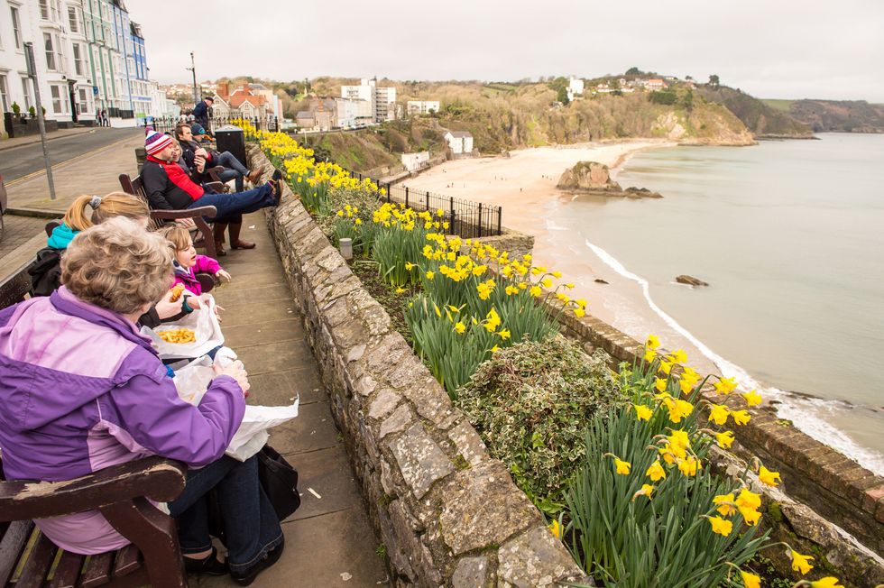 People eat fish and chips next to rows of daffodils in full bloom at Tenby, West Wales