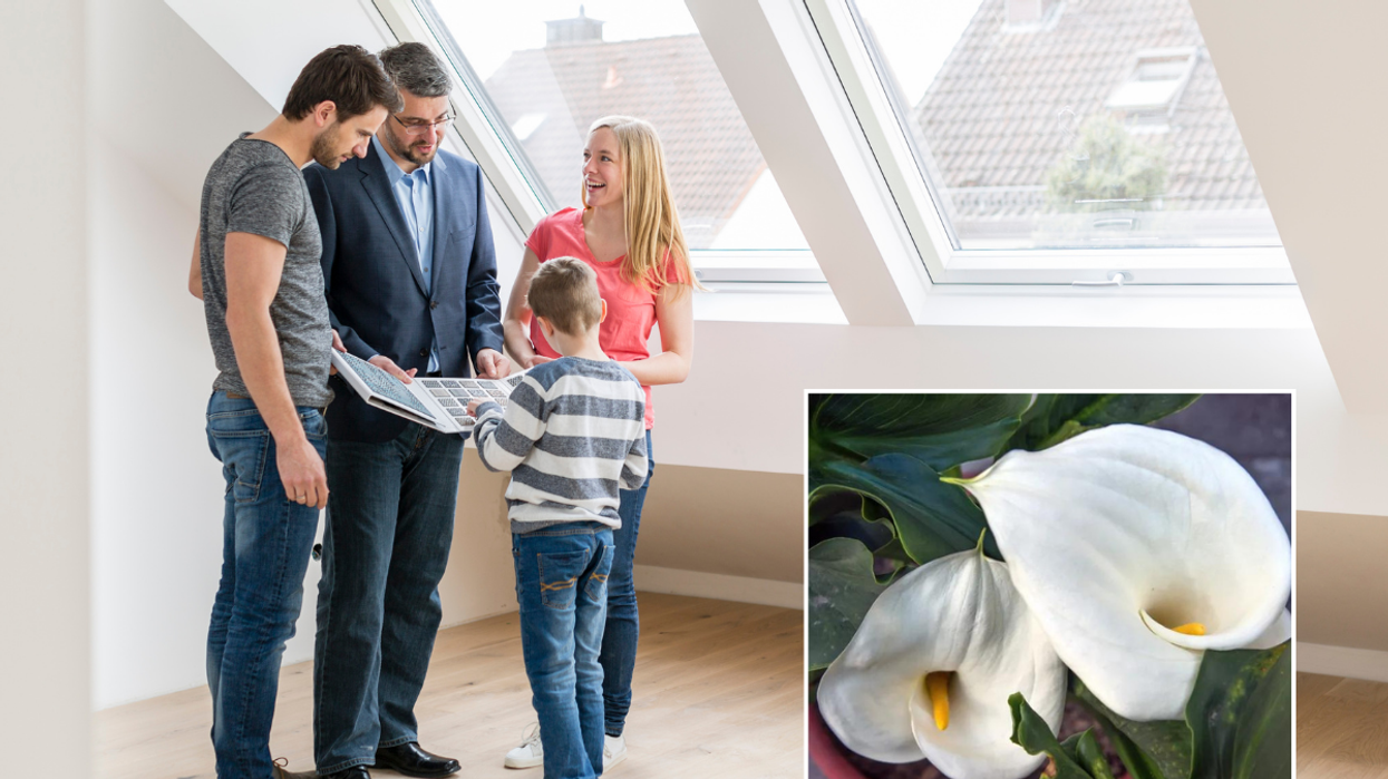 People viewing home / peace lily