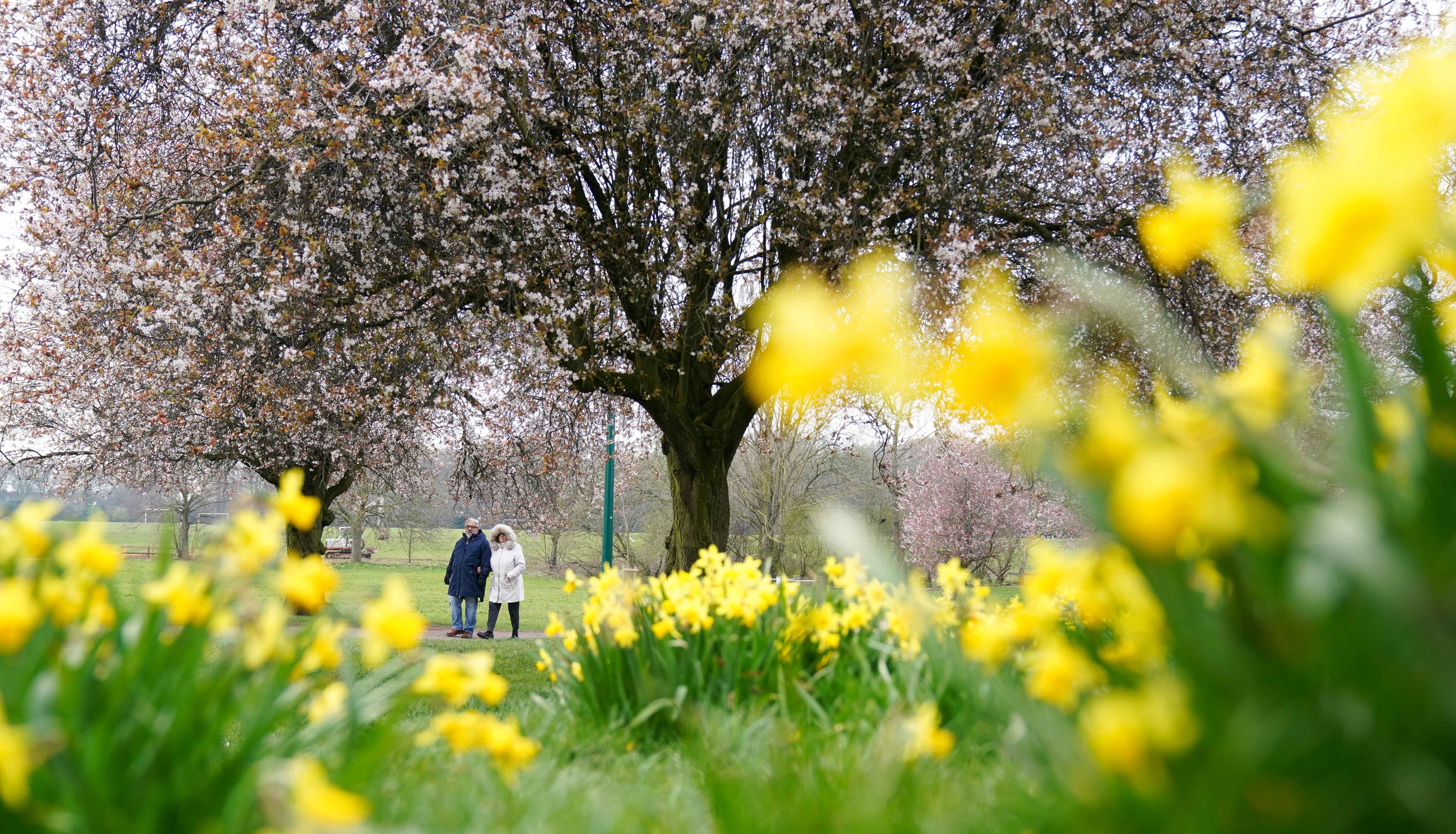 People walk by daffodils and flowering cherry blossom in War Memorial Park in Coventry.