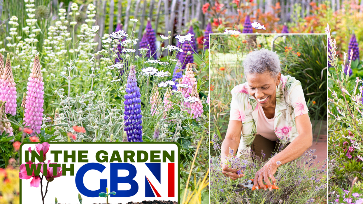 Perennials in garden / woman gardening