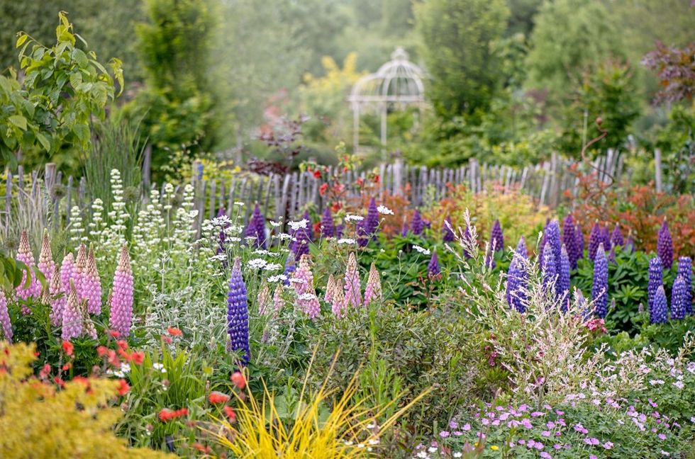 Perennials in garden