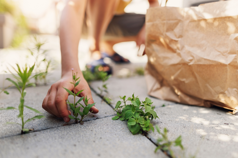 Person clearing weeds from patio