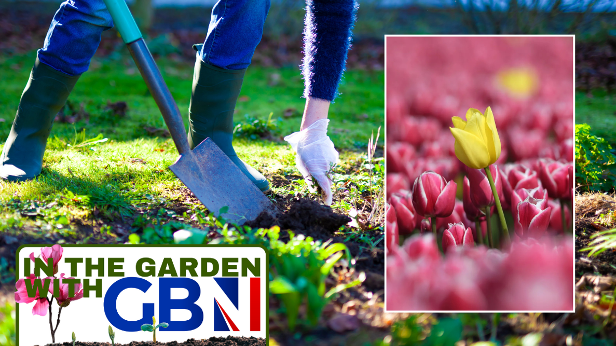 Person digging in garden / tulips