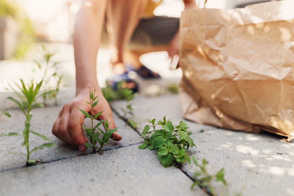 Person picking weeds from patio