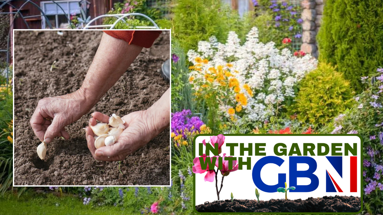Person planting garlic bulbs / colourful garden