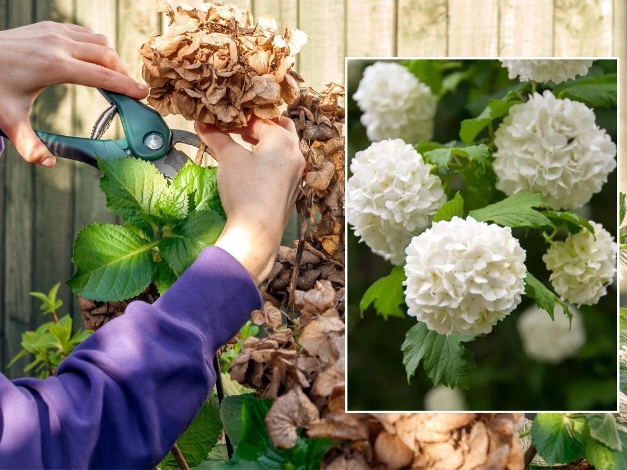 Person pruning leaves / white hydrangeas