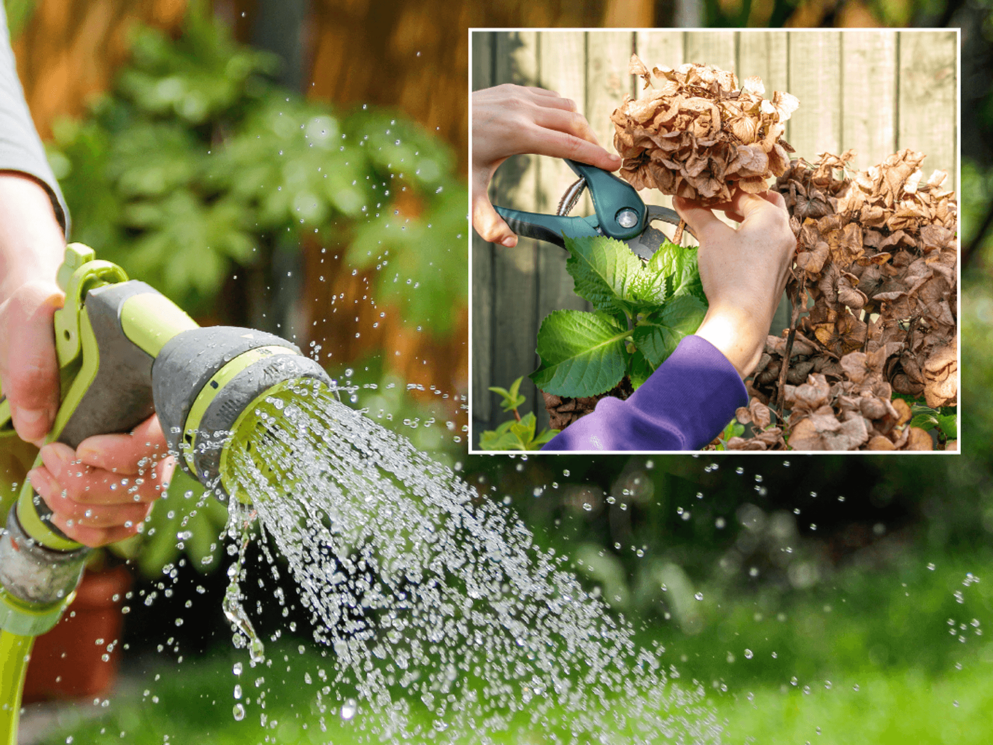 Person using a hose to water their garden; Woman using secateurs to deadhead a flower
