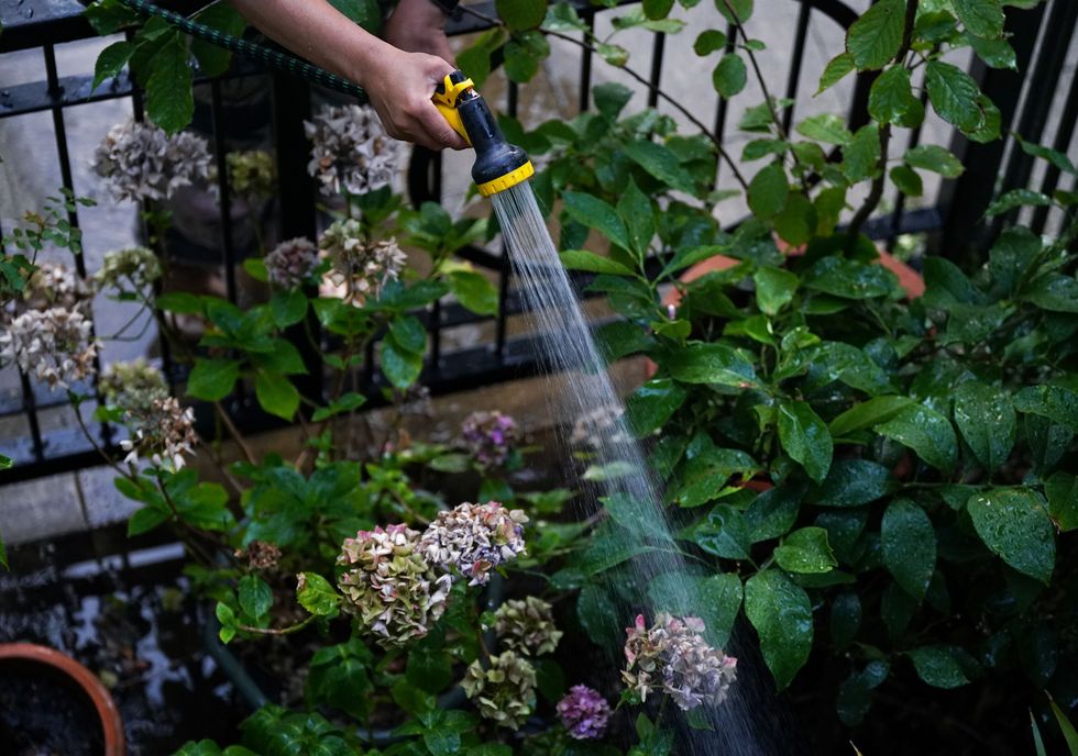 Person watering plants with hose pipe