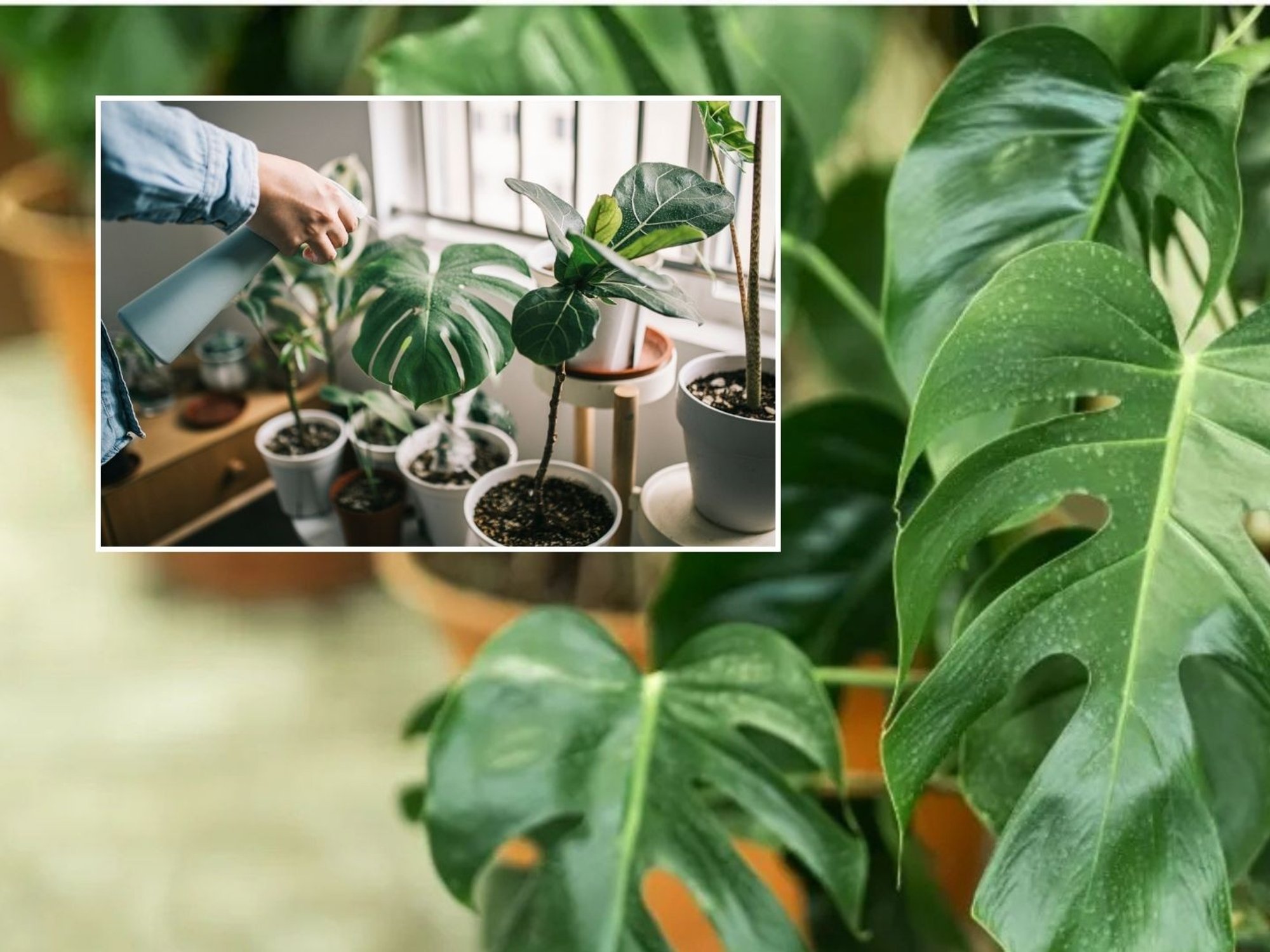 Person watering their Monstera/Monstera
