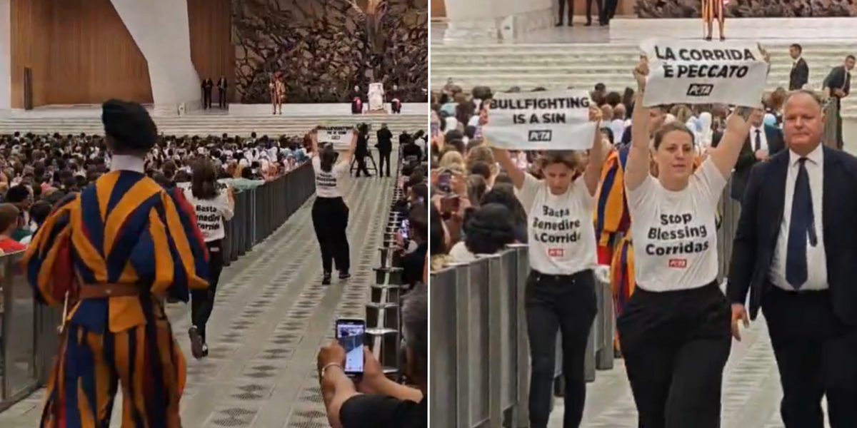 NextImg:Eco activists storm the VATICAN as they demand action from Pope Francis