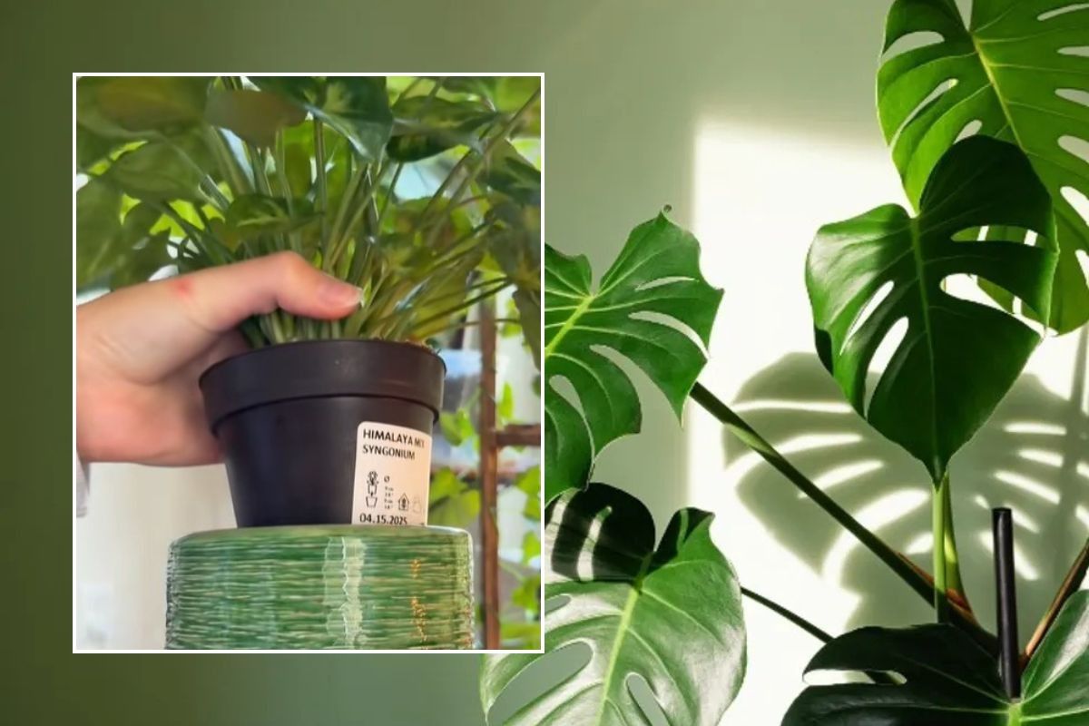 Peyton holding houseplant in nursery and decorative pot / Houseplant