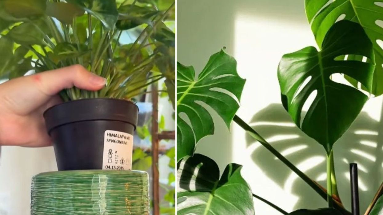 Peyton holding houseplant in nursery and decorative pot / Houseplant