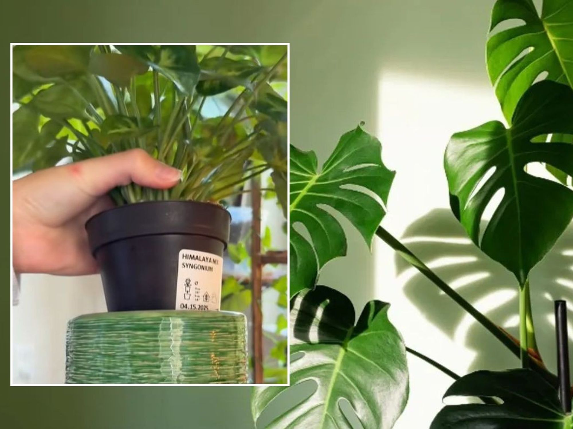 Peyton holding houseplant in nursery and decorative pot / Houseplant