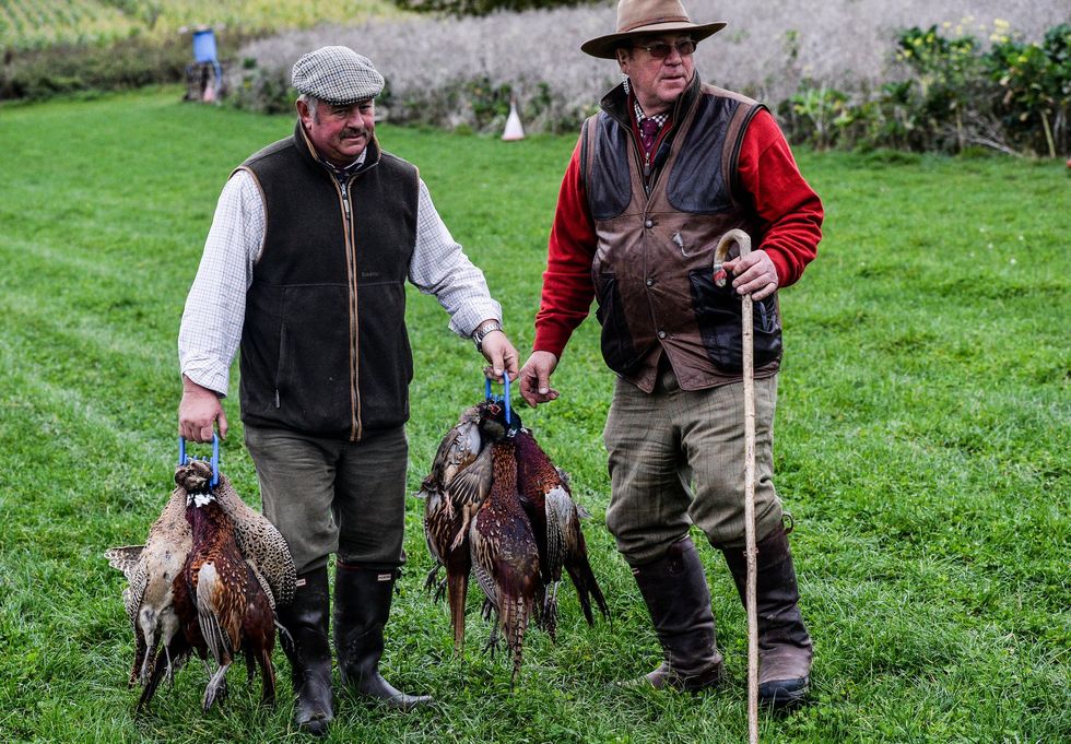 Pheasant shooting