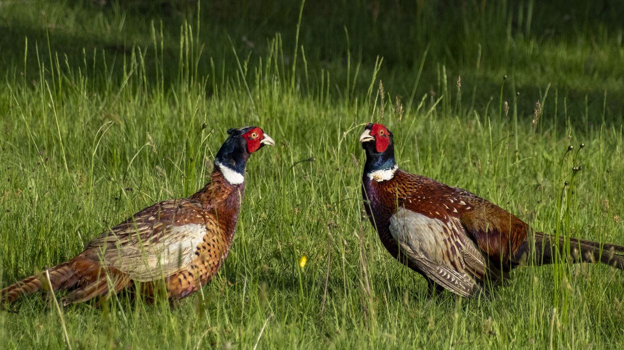 Pheasants