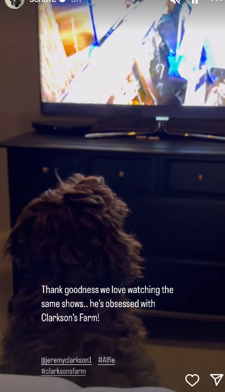 Phillip Schofield's dog, Alfie