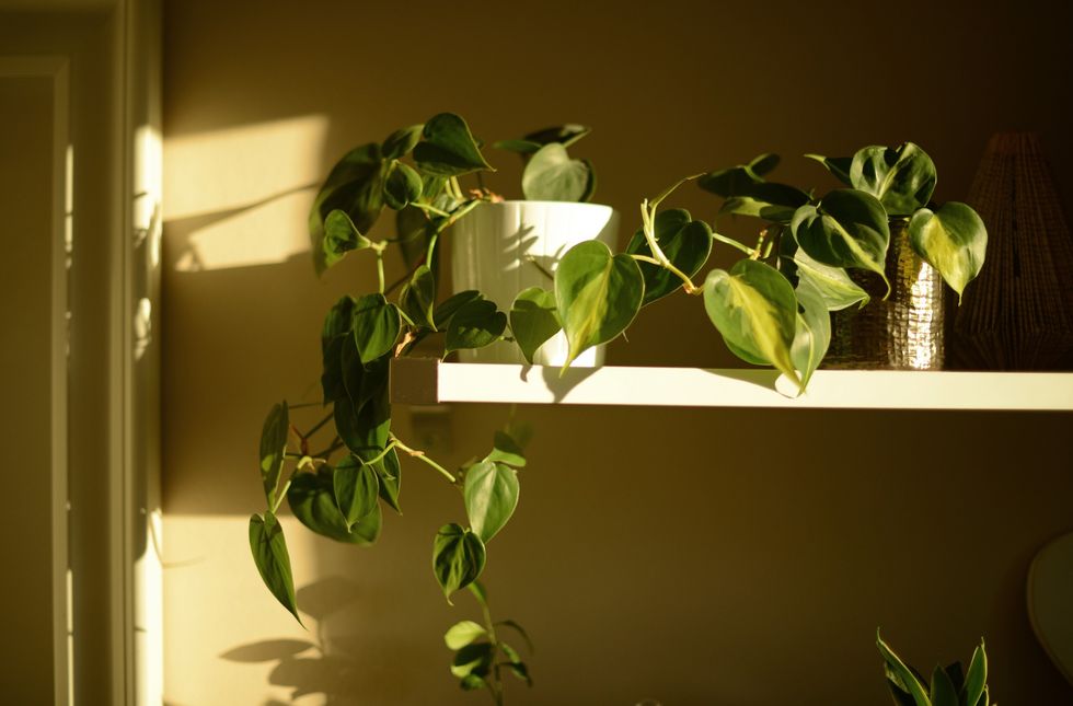 Philodendron in a pot