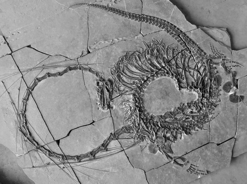 Photo issued by National Museums Scotland of a Dinocephalosaurus orientalis