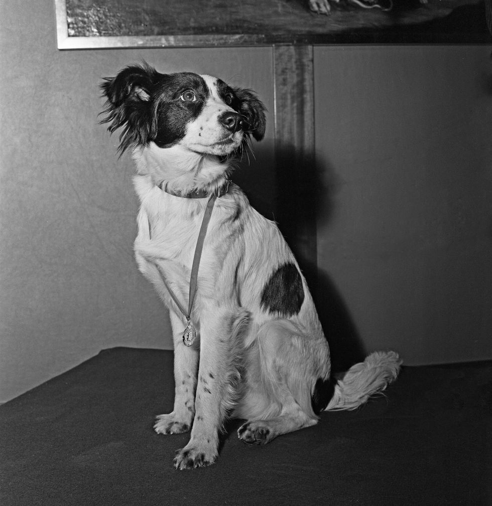 Pickles the dog became a national hero when he found the World Cup trophy before England's 1966 World Cup campaign