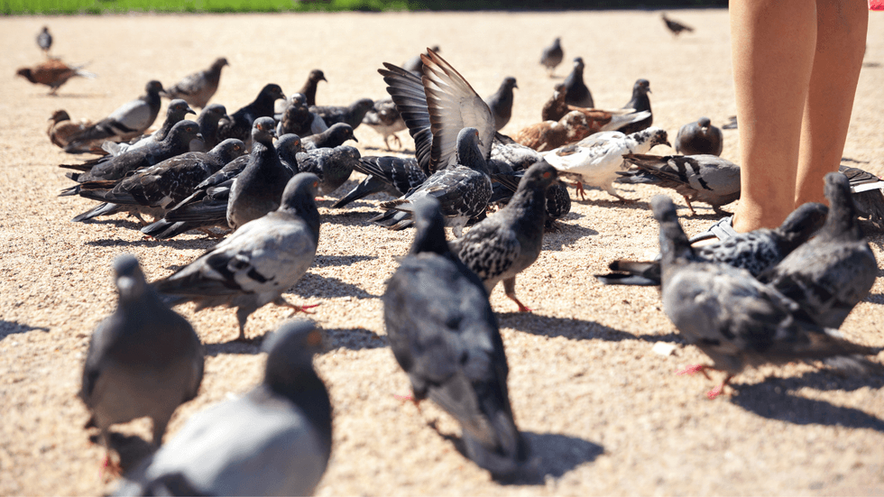 Pidgeons