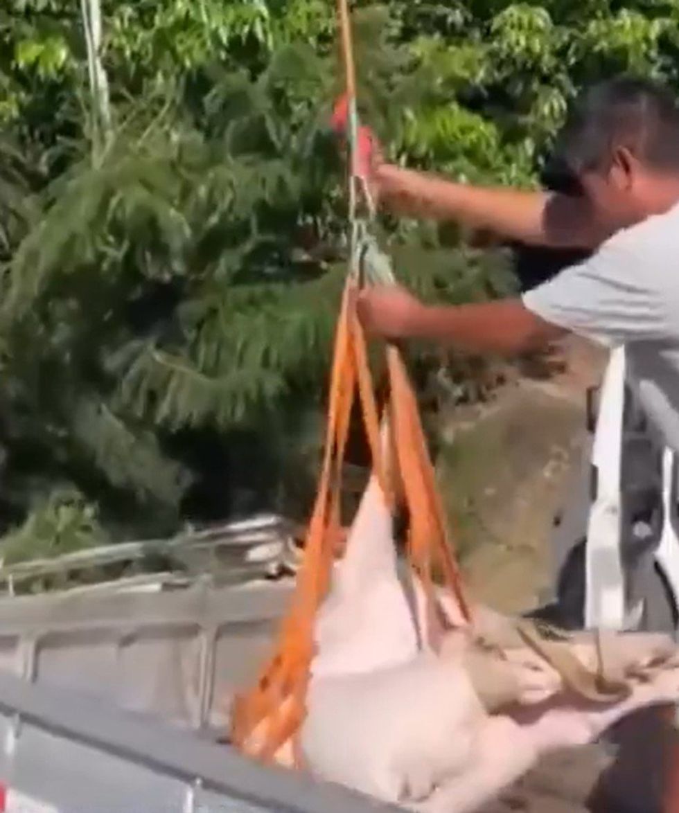 Pig being sent up by drone