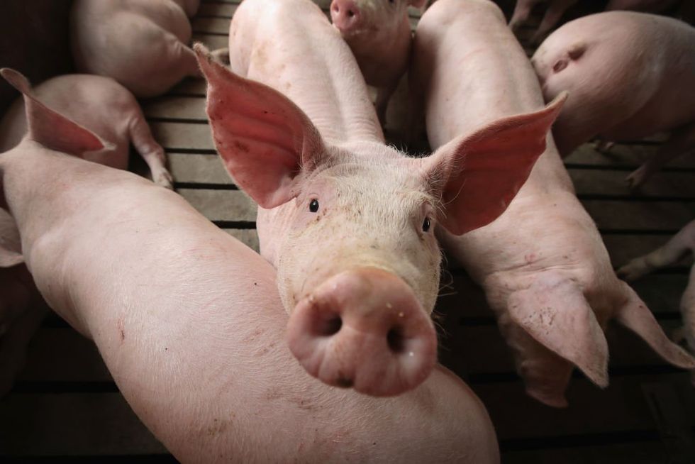 Pig