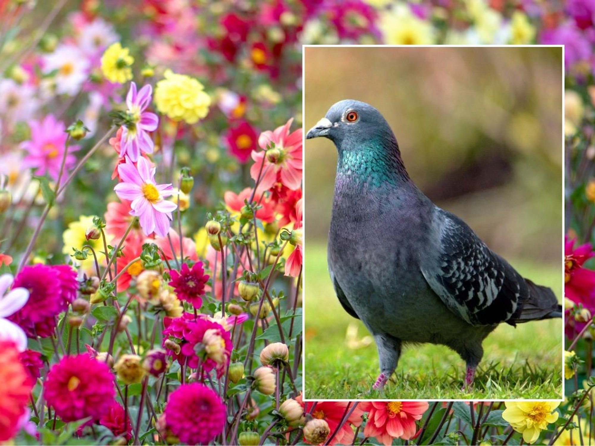 pigeons and colourful flowers