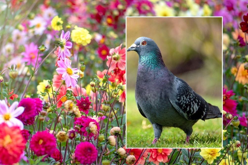 Pigeons and colourful flowers