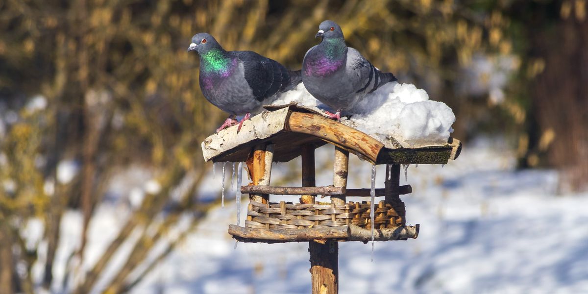 NextImg:Neighbour row erupts as 'bully' council threatens to fine pensioner, 97, for feeding birds after complaint