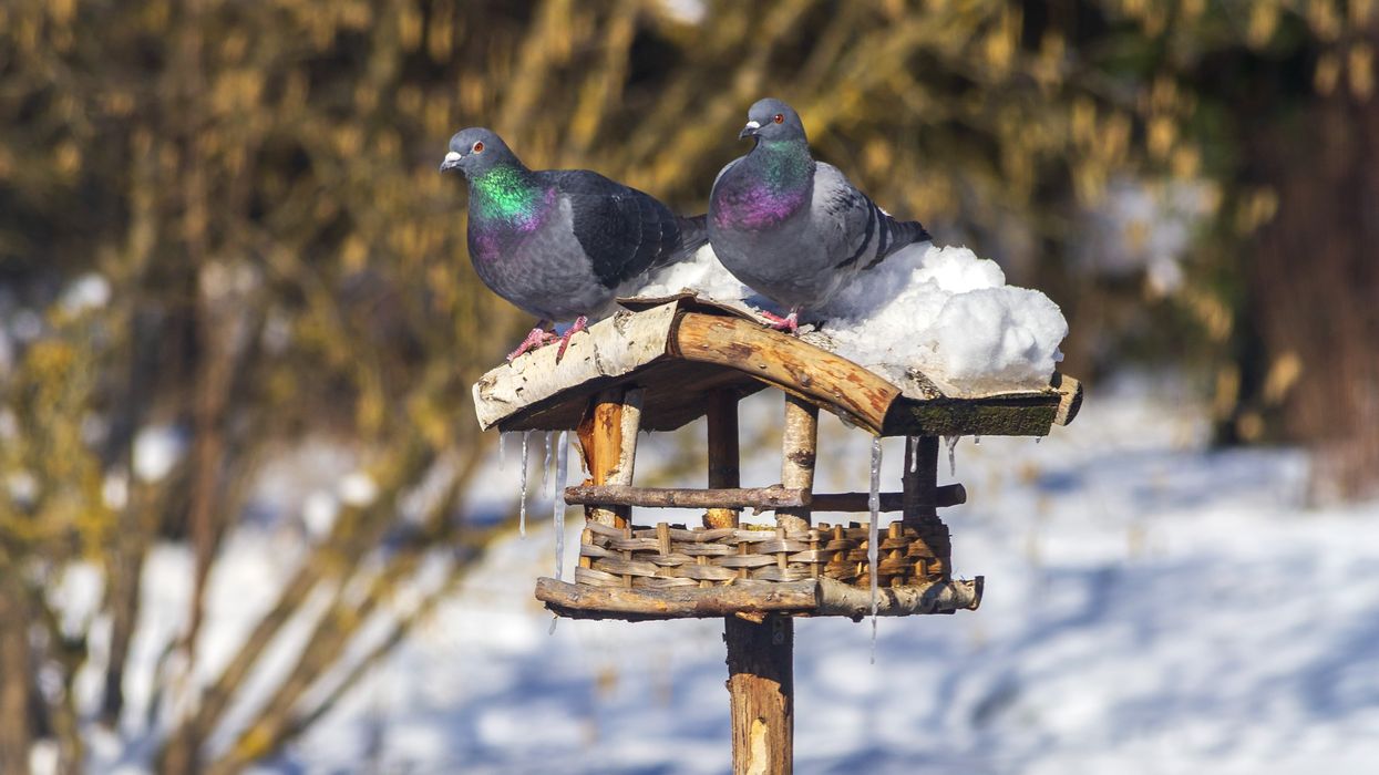 Pigeons feeding