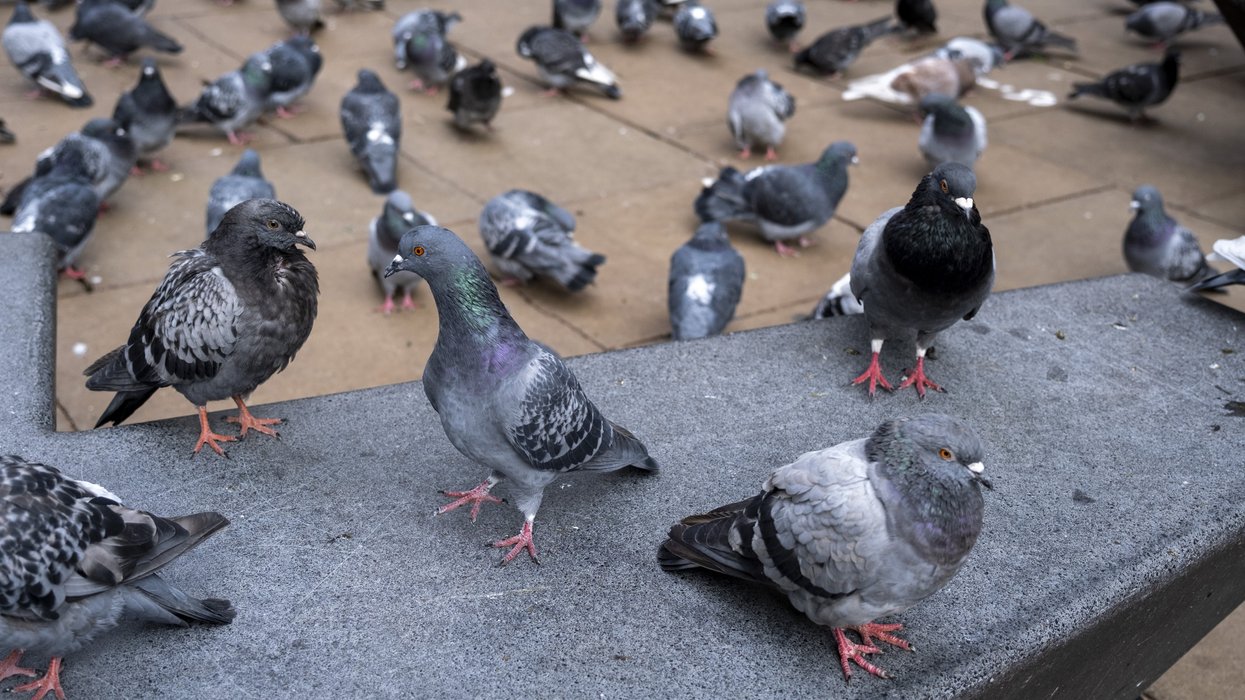 Pigeons