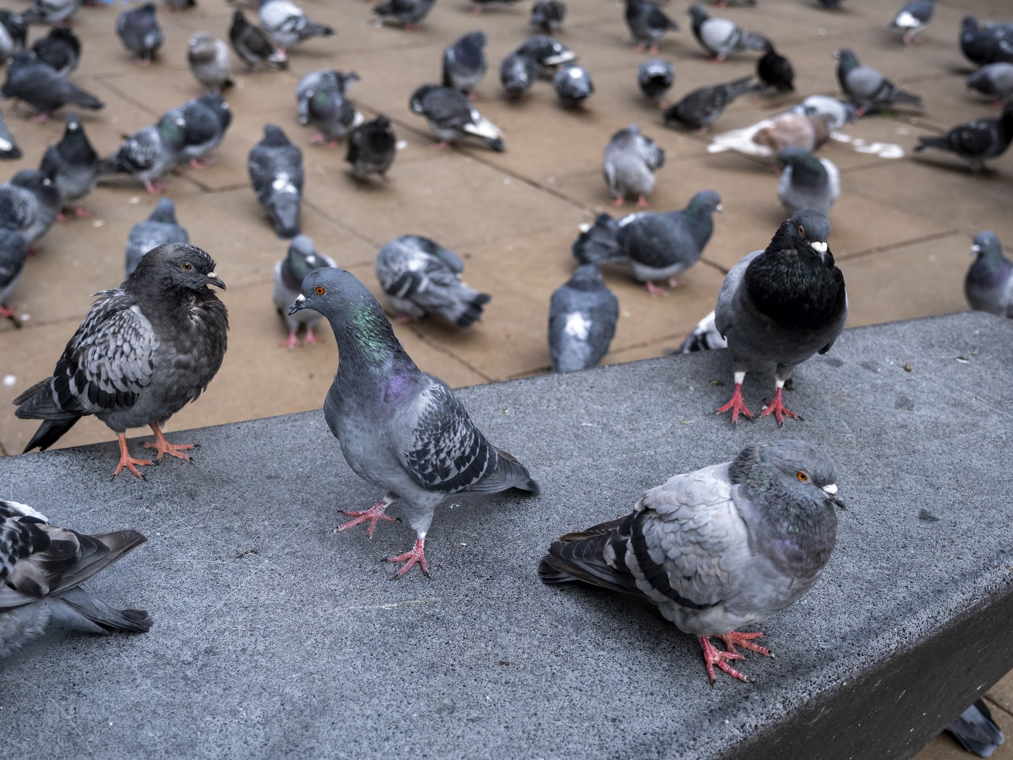Pigeons