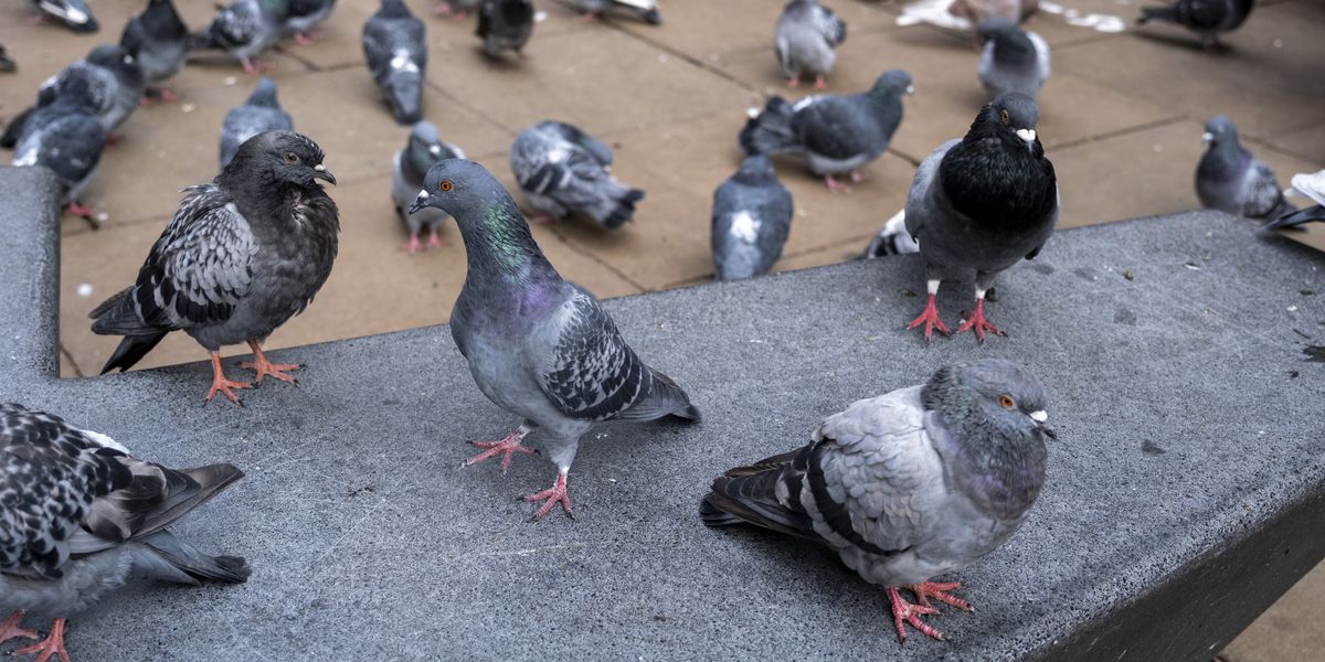 Council considers feeding pigeons contraceptive pill to cut size of flock Council considers feeding pigeons contraceptive pill to cut size of flock