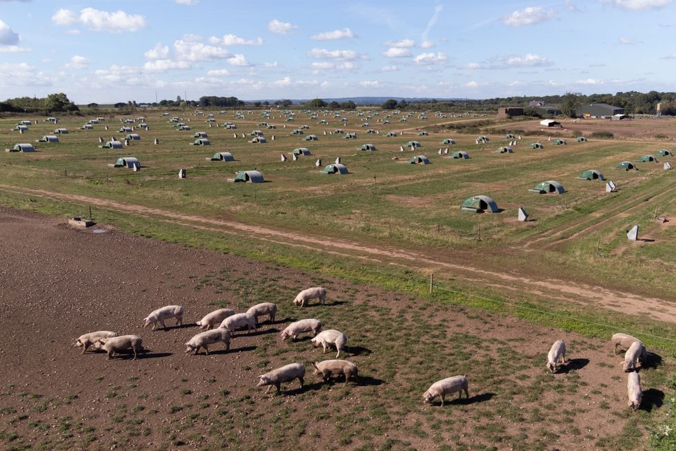 Pigs on a farm in Staffordshire after high energy prices have forced fertiliser plants to shut in Teeside, leading to a shortage in the supply of CO2 used in the meat industry, in particular the pig and poultry industry, for humane slaughter.